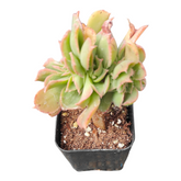 Aeonium haworthii 'Pinwheel' Crest in nursery pot.