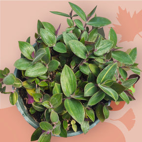 Tradescantia mundula Lisa Tricolor
