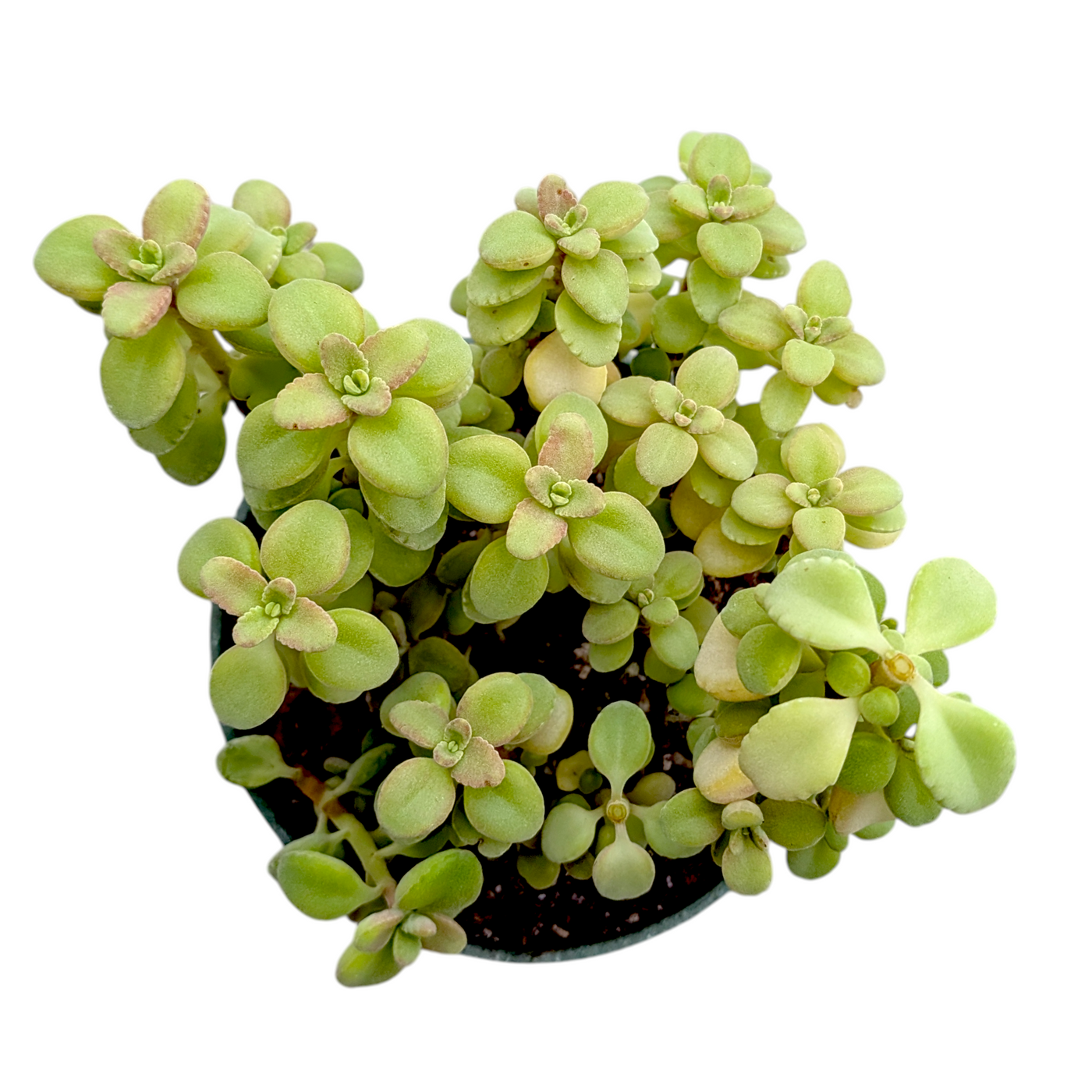 Plectranthus socotranus succulent in small pot.