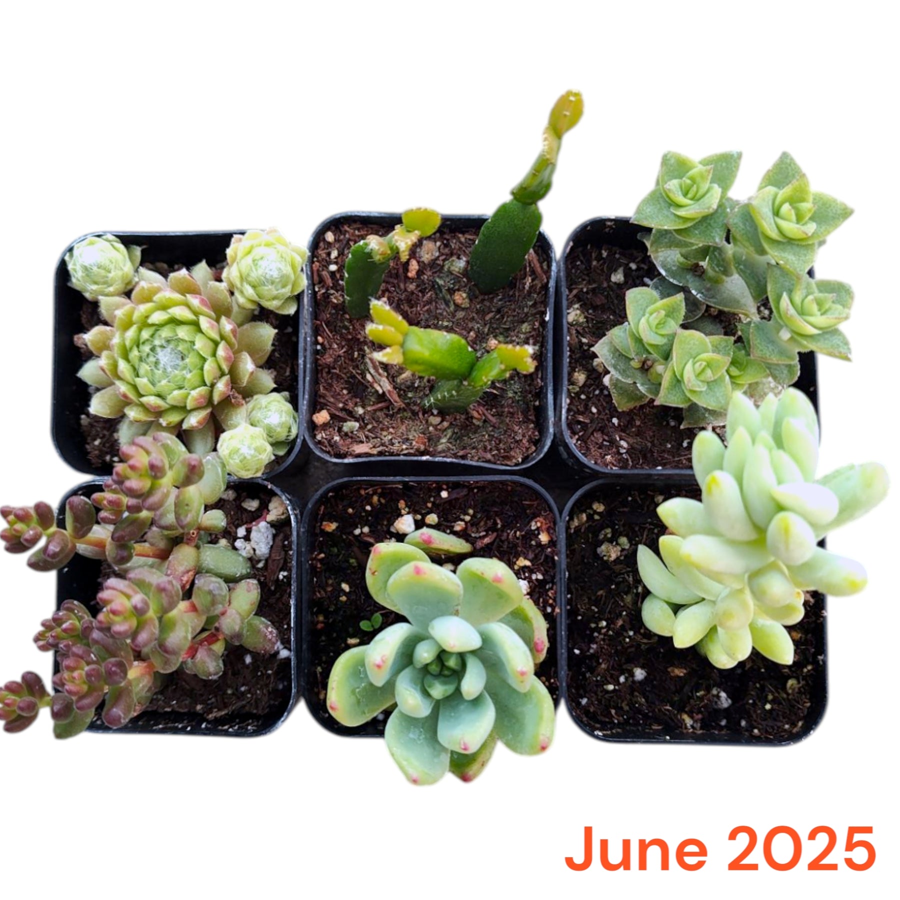 a&a succulents and cactus Monthly Subscription Box