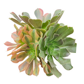 Aeonium Blushing Beauty Variegata