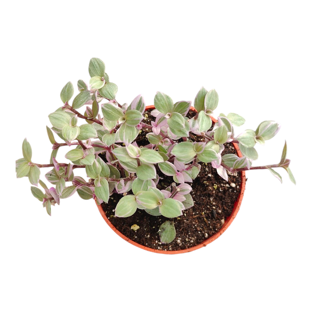 Callisia repens "Pink Panther" Miniature Wandering Dude