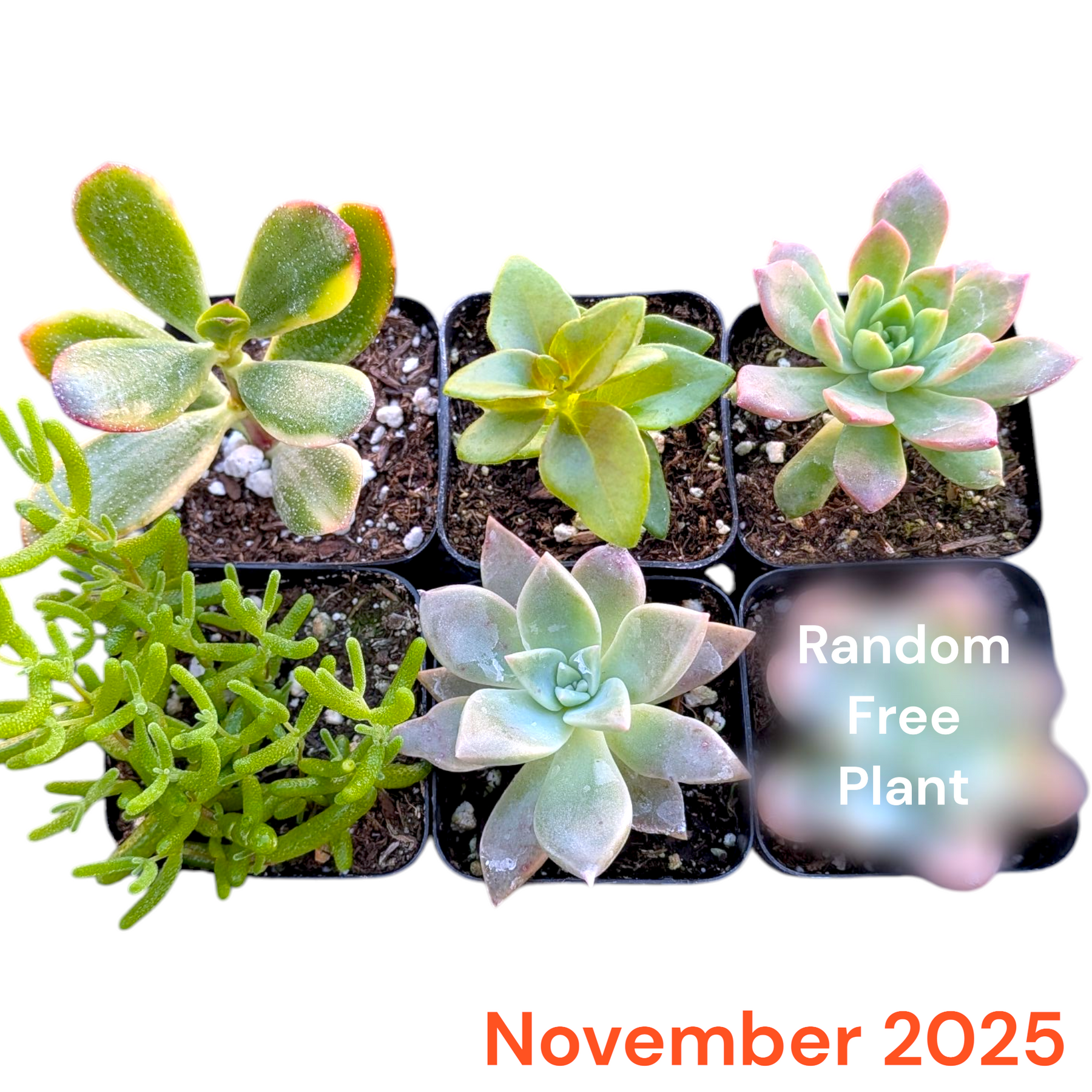 succulent plants delivery near me Succulents Depot Monthly Subscription Box with Free Plants
