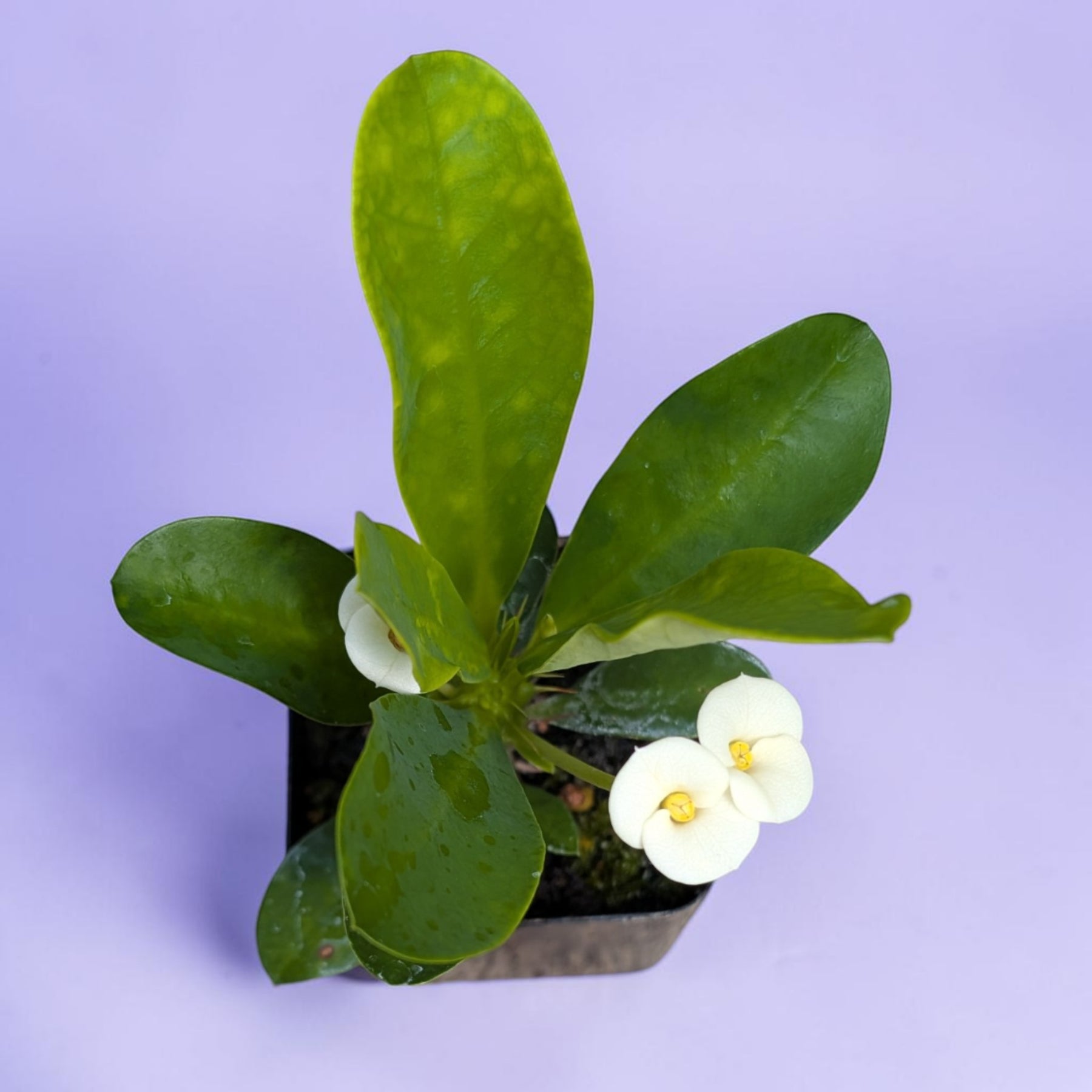 Crown of Thorns - Euphorbia milii