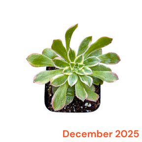 Monthly Subscription Box