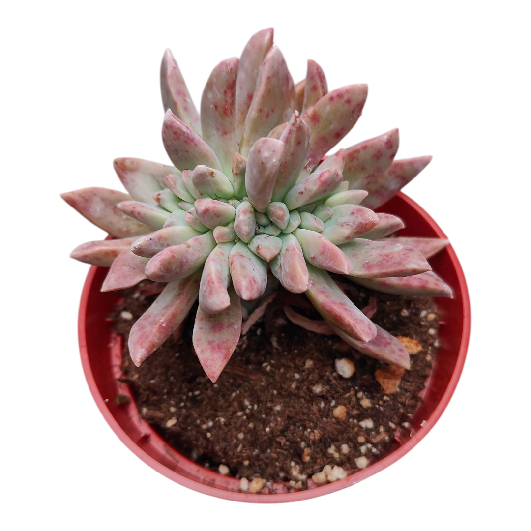 Graptopetalum paraguayense Blue Haze Crest