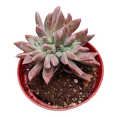 Graptopetalum paraguayense Blue Haze Crest
