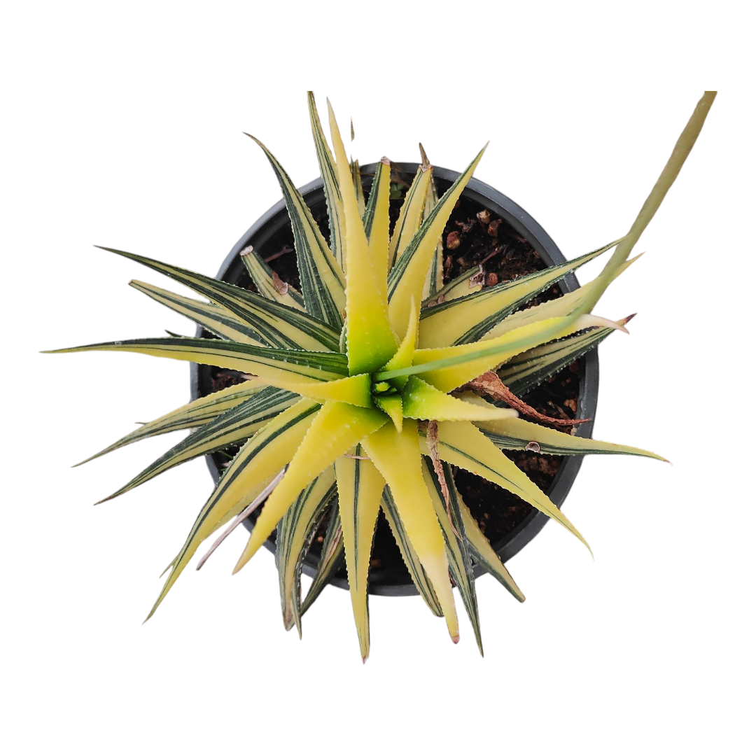 Haworthia limifolia