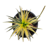 Haworthia limifolia
