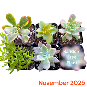 Monthly Subscription Box