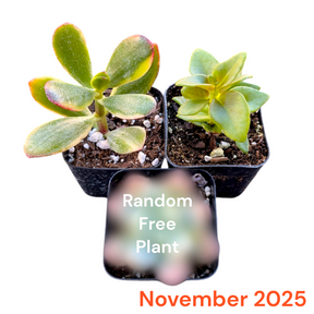 Monthly Subscription Box