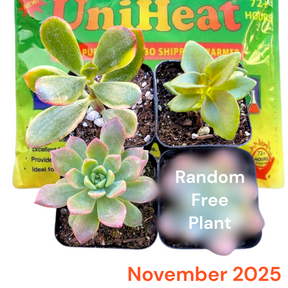 Monthly Subscription Box