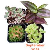 Monthly Subscription Box