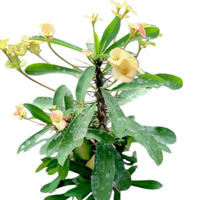 Crown of Thorns - Euphorbia milii
