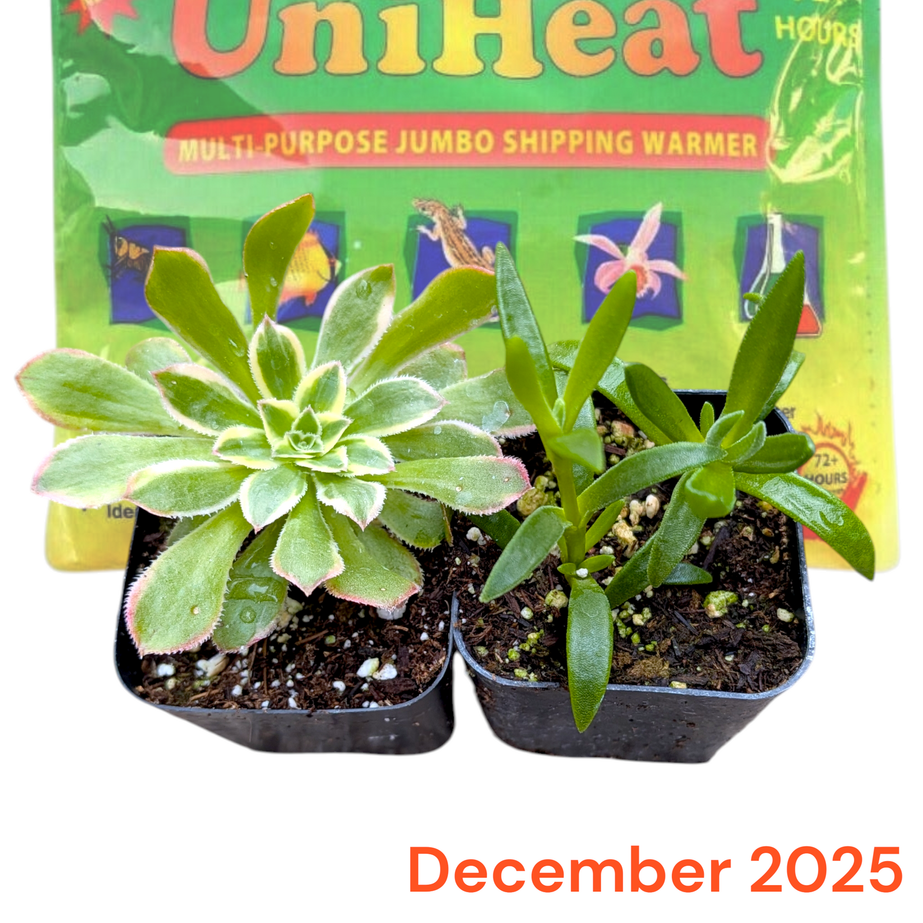 Monthly Subscription Box