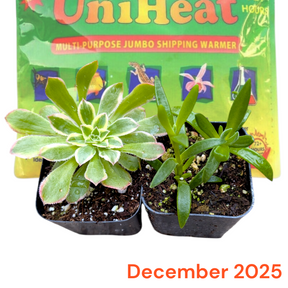 Monthly Subscription Box