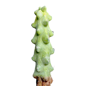 Myrtillocactus Geometrizans Boobie Cactus