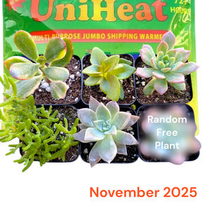 Monthly Subscription Box