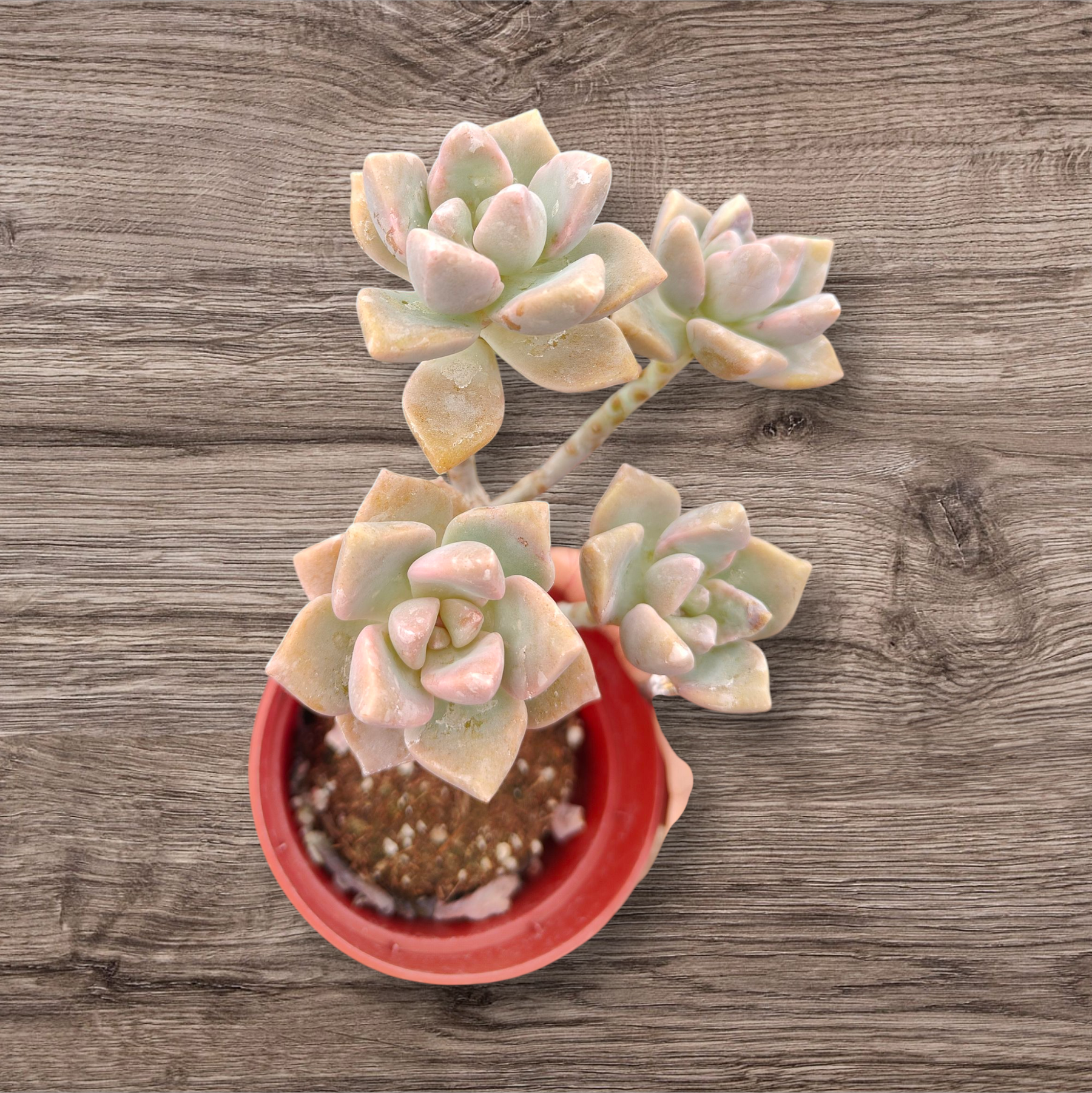 Graptoveria Titubans Variegated