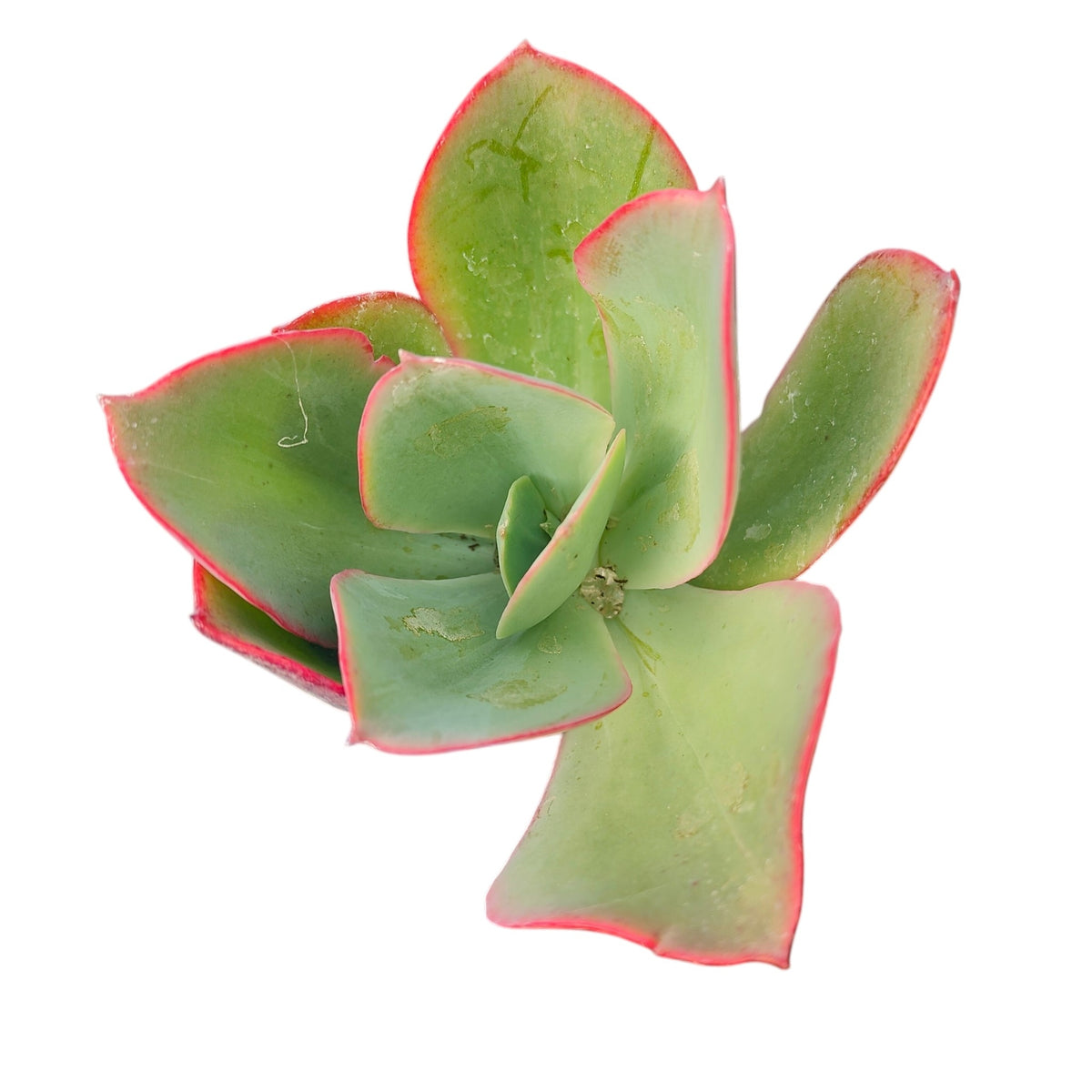 Echeveria 'White Rose'