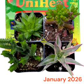 Monthly Subscription Box