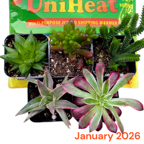 Monthly Subscription Box