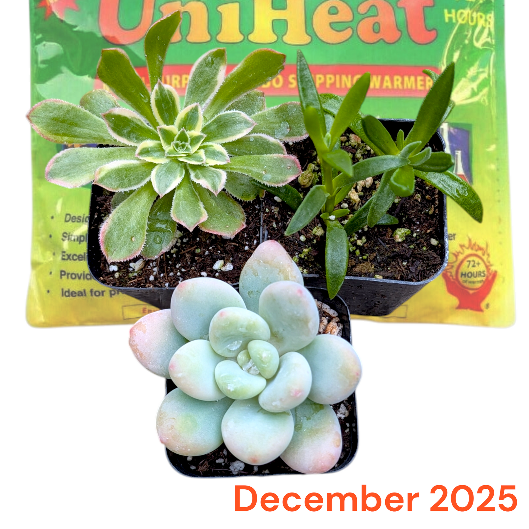 Monthly Subscription Box