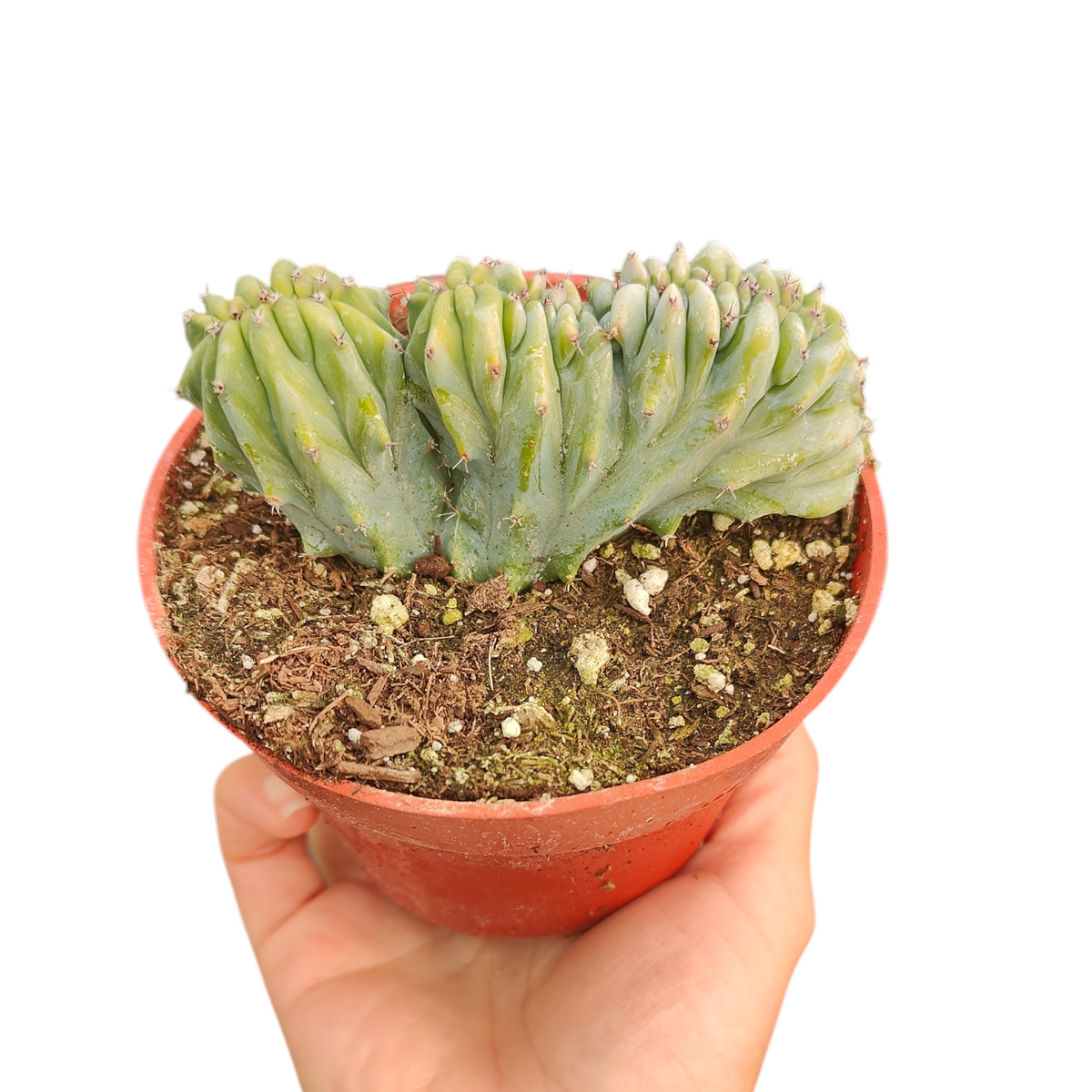 Myrtillocactus geometrizans cristata