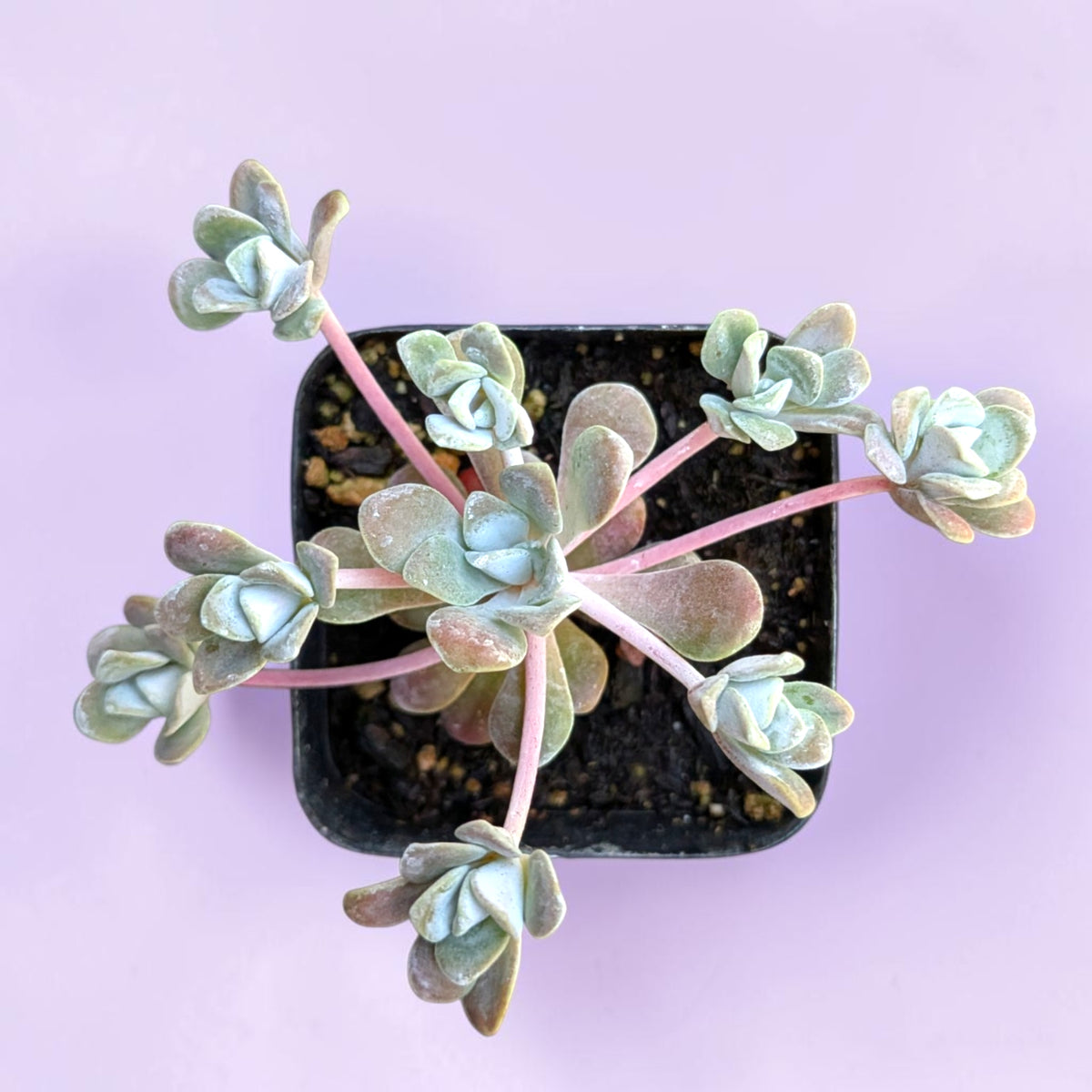 Sedum spathulifolium 'Carnea' Stonecrop - Succulents Depot