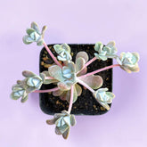 Sedum spathulifolium 'Carnea' Stonecrop - Succulents Depot