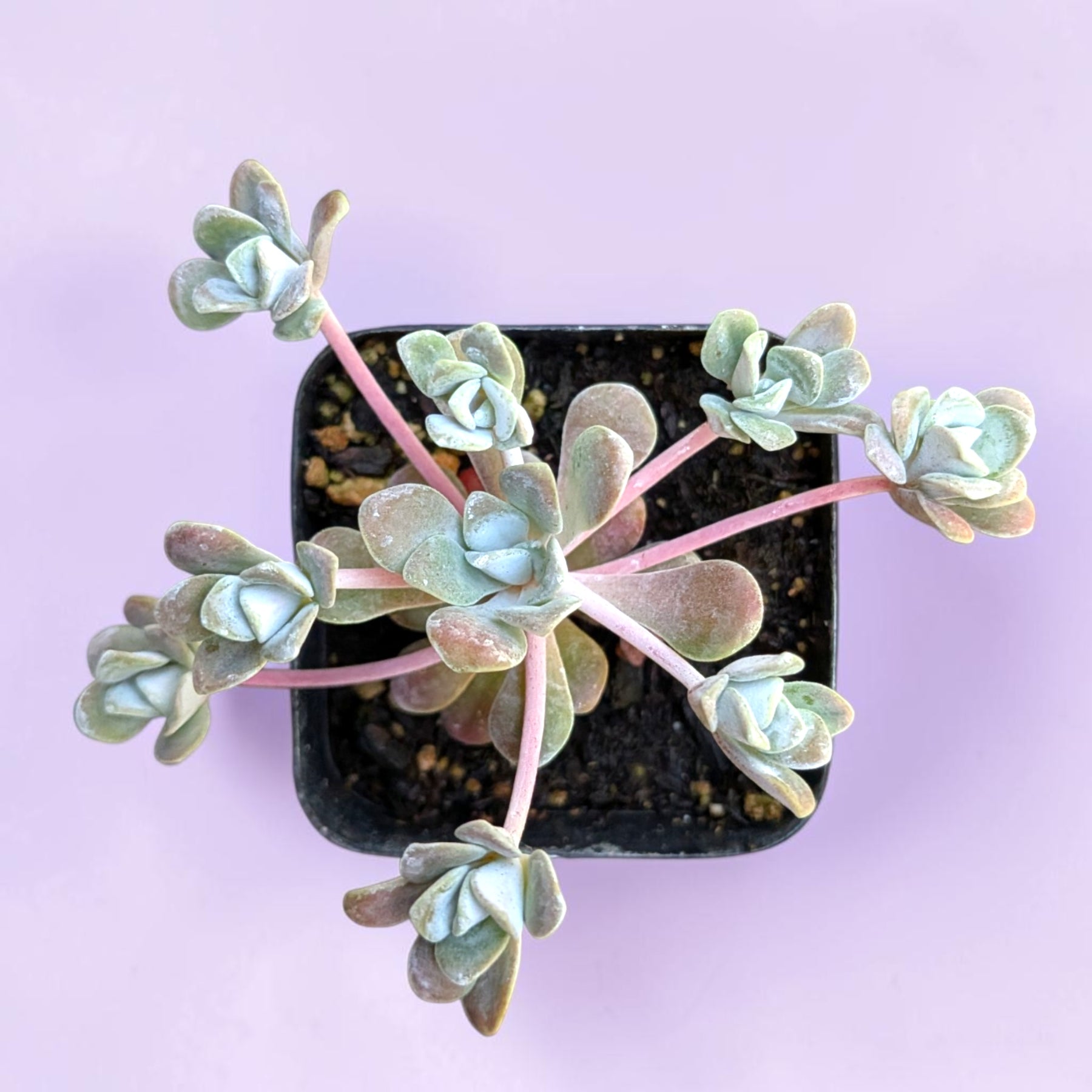 Sedum spathulifolium 'Carnea' Stonecrop - Succulents Depot