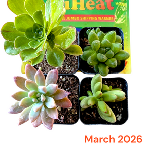 Subscription Box: Four small, unique potted succulents on shipping warmer.