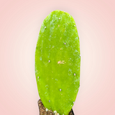 Opuntia 'Emerald Wave' Cactus pad in soil.