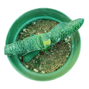 Gasteria liliputana 'Dwarf Gasteria' in green nursery pot.