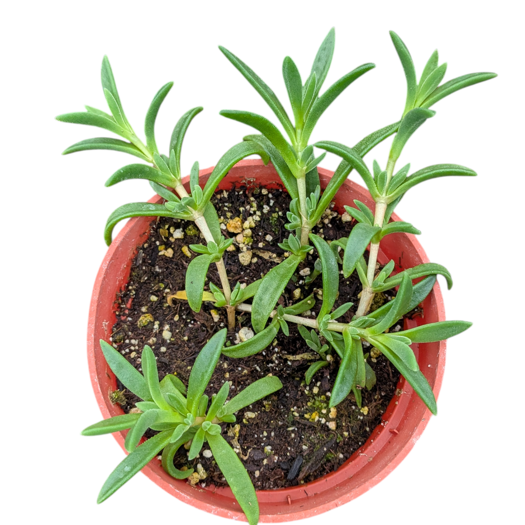 ice plant potted Cooper's Hardy Ice Plant