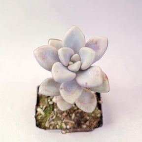 Succulents Depot Graptopetalum Allen succulent with pale lavender, fleshy, rosette-shaped leaves in a small pot.