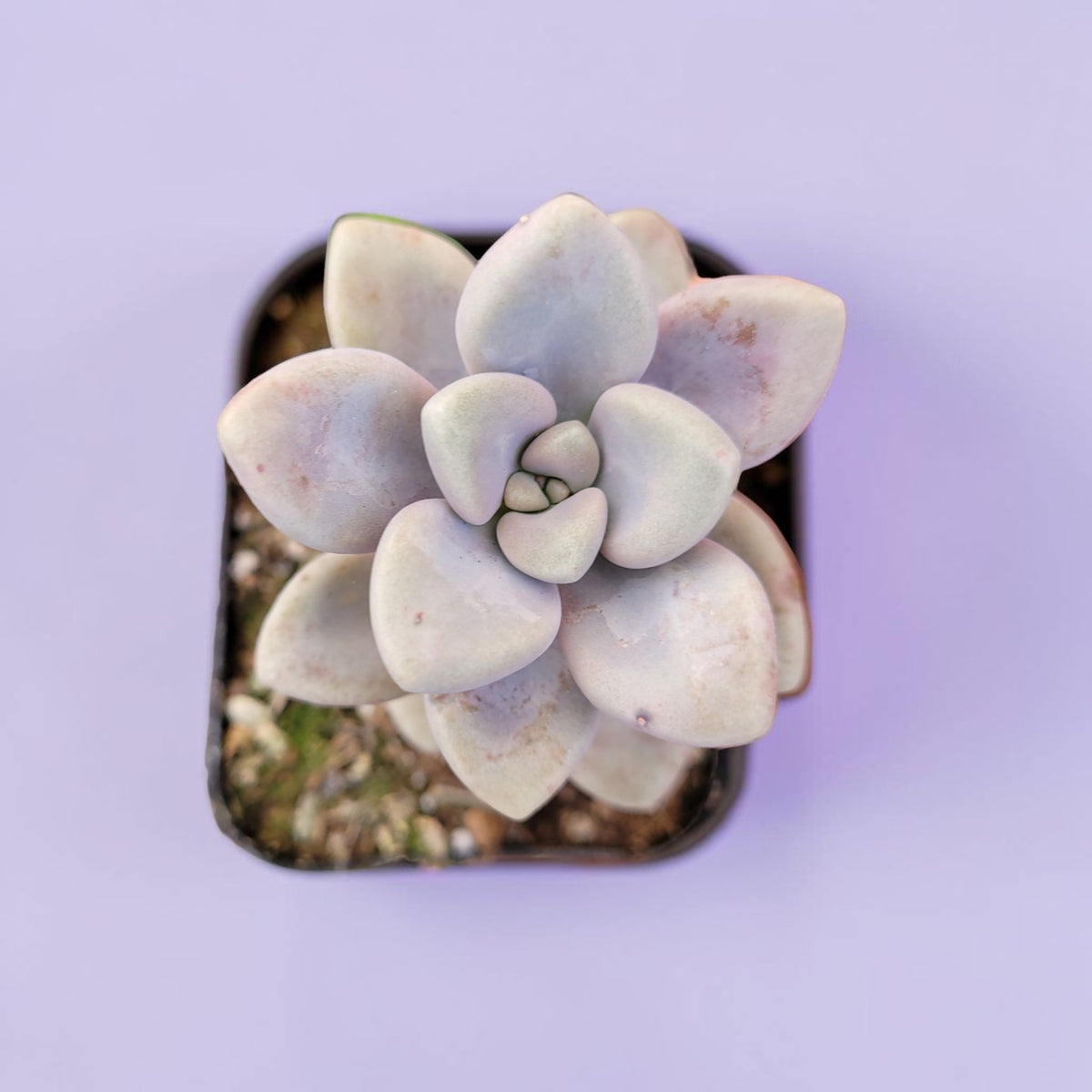Succulents Depot Graptopetalum Allen succulent with pale, fleshy, rosette-shaped leaves on a light purple background