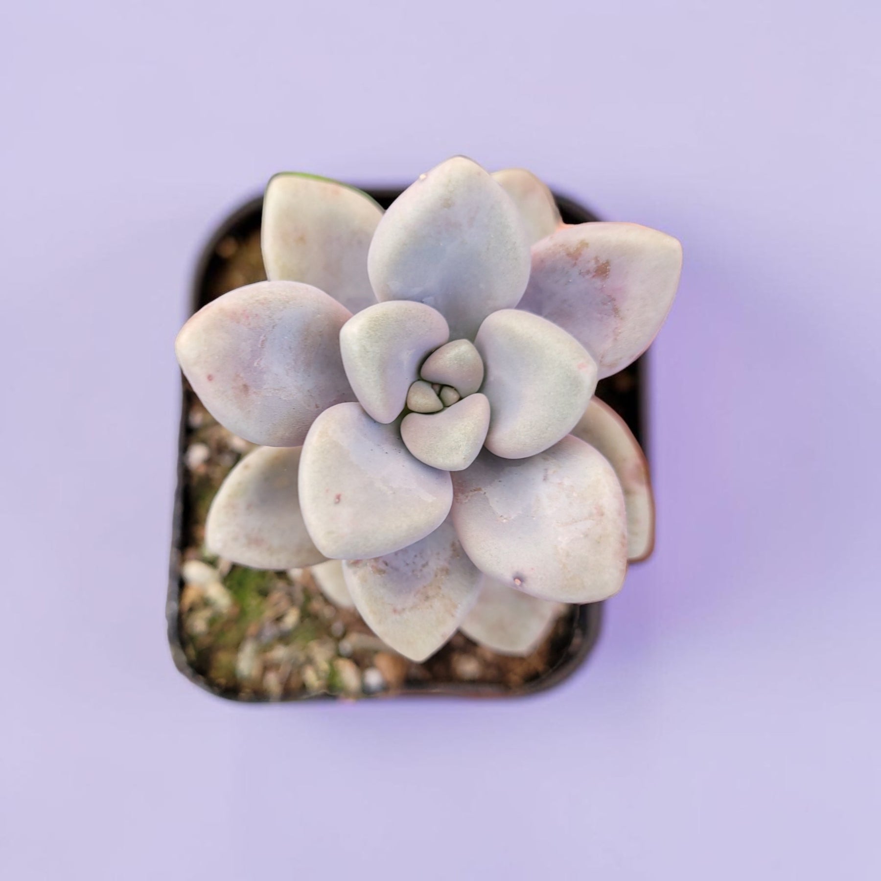 Succulents Depot Graptopetalum Allen succulent with pale, fleshy, rosette-shaped leaves on a light purple background