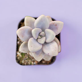 Succulents Depot Graptopetalum Allen succulent with pale, fleshy, rosette-shaped leaves on a light purple background