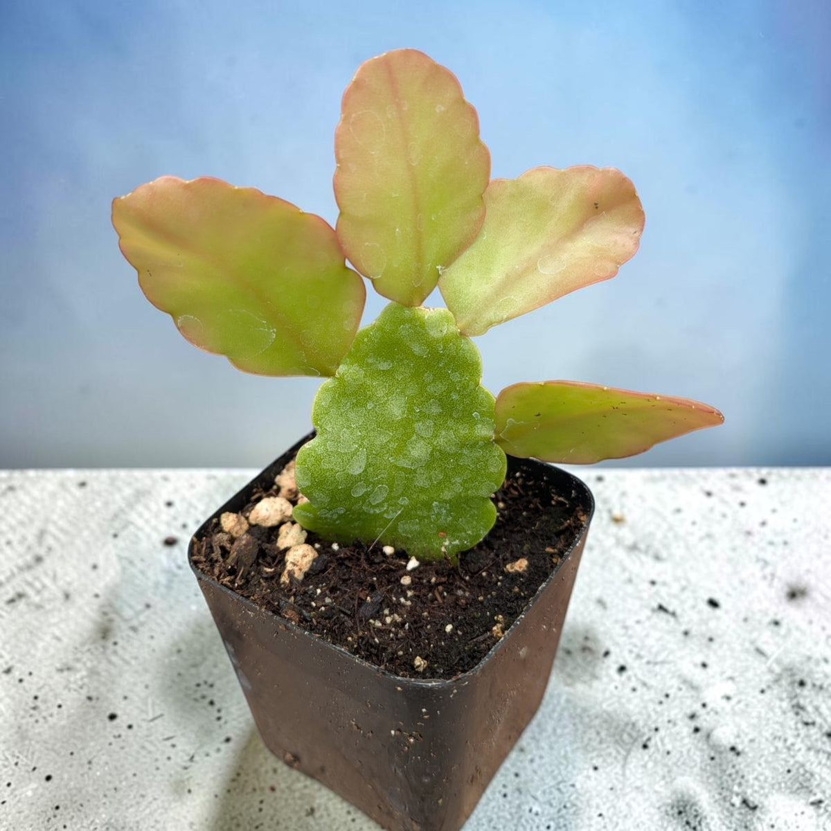 Succulents Depot Rhipsalis pachyptera succulent with flat green and reddish leaves in a small black nursery pot