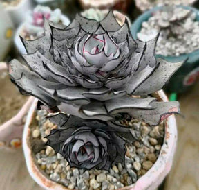 Echeveria strictiflora