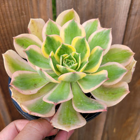 Aeonium 'Sunburst' - Succulents Depot