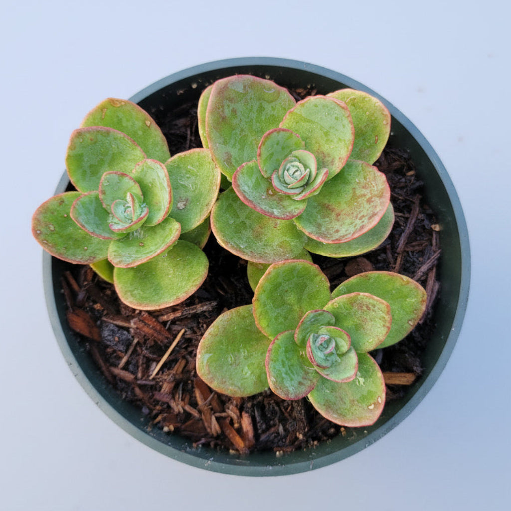 SunSparkler® Sedum 'Lime Zinger' in pot, held by hand.