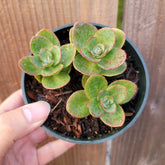SunSparkler® Sedum 'Lime Zinger'