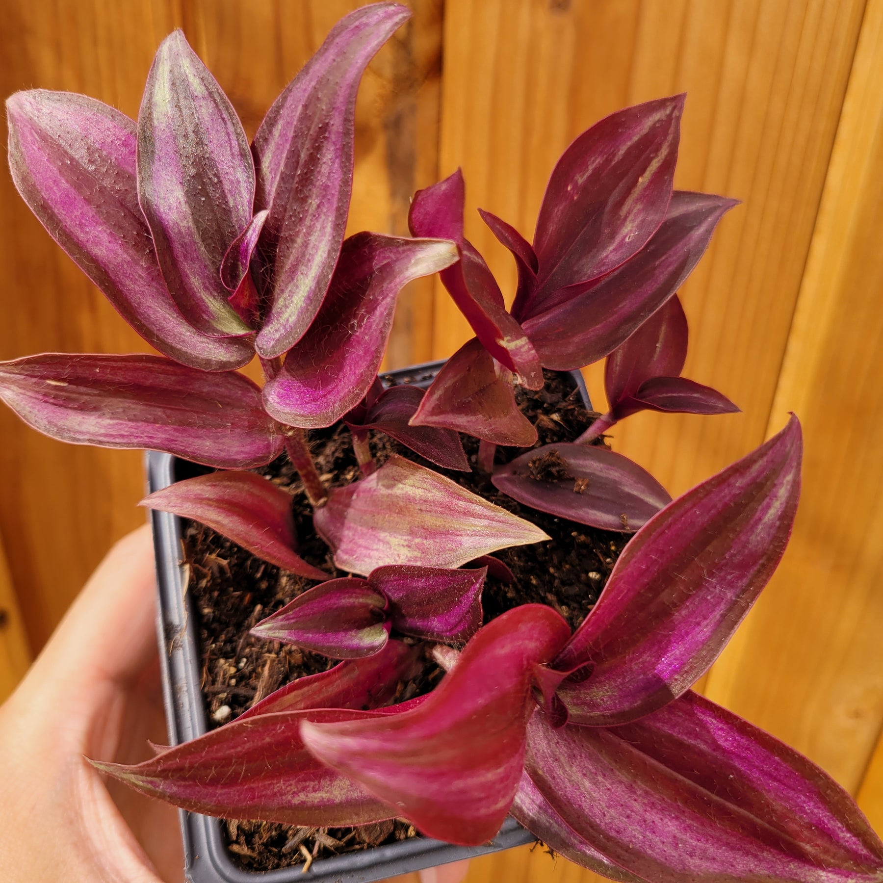 purple striped succulent Tradescantia zebrina Violet Wandering Dude