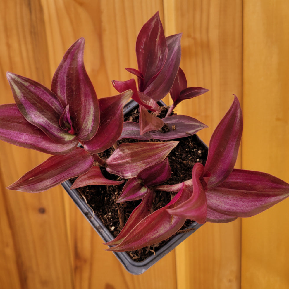 Tradescantia zebrina Violet Wandering Dude with purple, lanceolate leaves.
