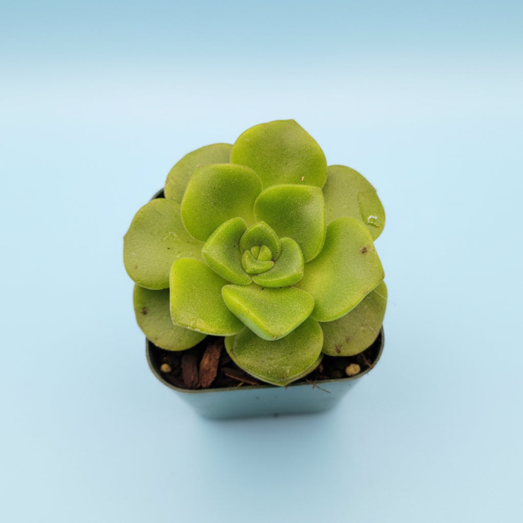 aeonium lily pad succulent care Aeonium 'Lily Pad' Rosette 2 Inch