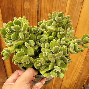 Cotyledon tomentosa Bear's Paw - Succulents Depot