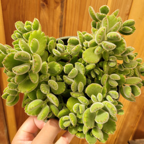 Cotyledon tomentosa Bear's Paw - Succulents Depot