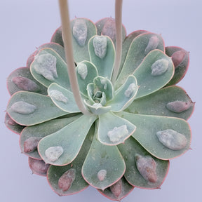 succulents rain Echeveria 'Raindrops'